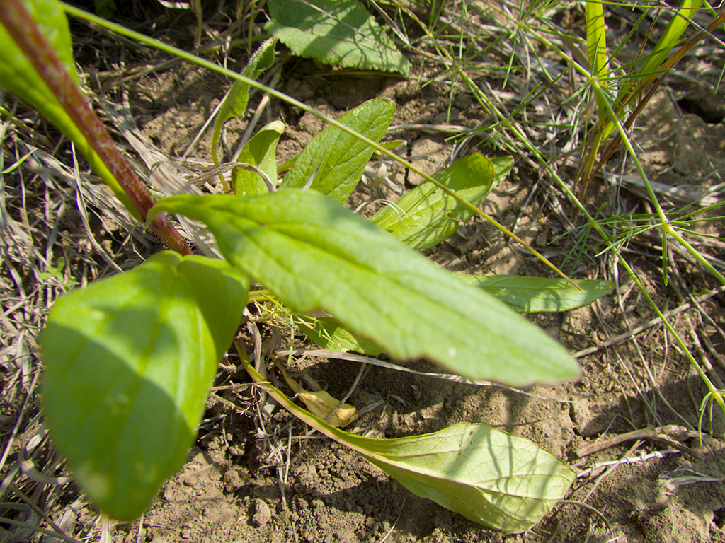 Ajuga genevensis L.